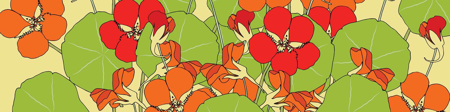 illustration of colorful flowers illustration of colorful flowers