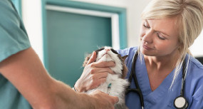 Veterinary Assistant